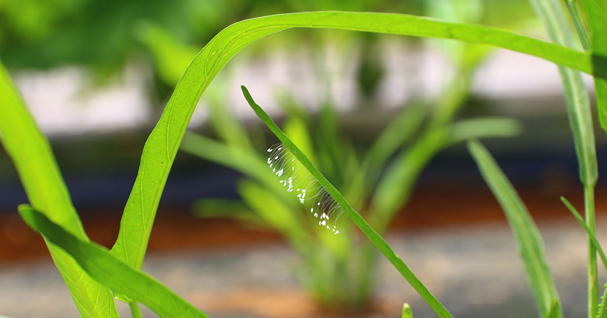 優曇華の花