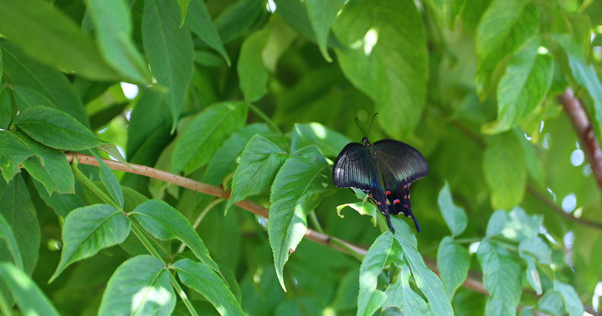 木陰で羽休め(?)するカラスアゲハ